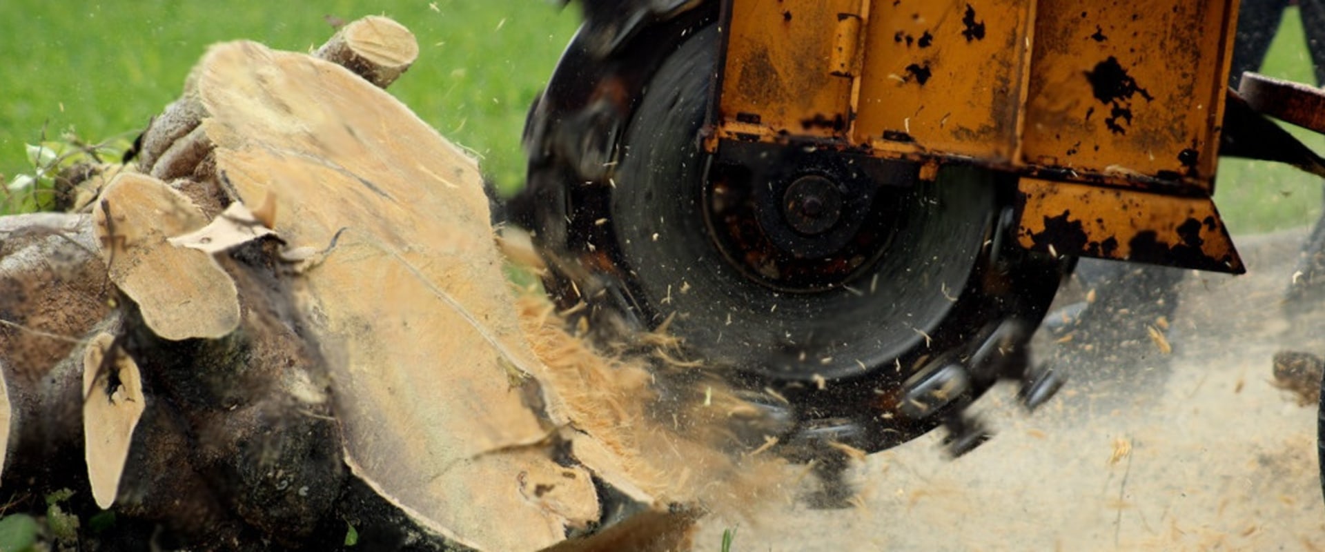 Enhancing Garden Aesthetics with Arborists in Palmerston North